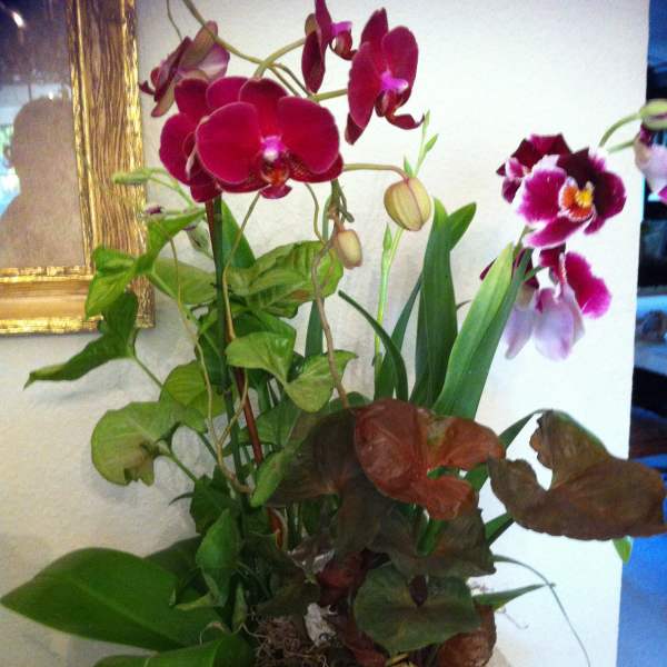 Potted orchid arrangement with magenta blooms in a white planter
