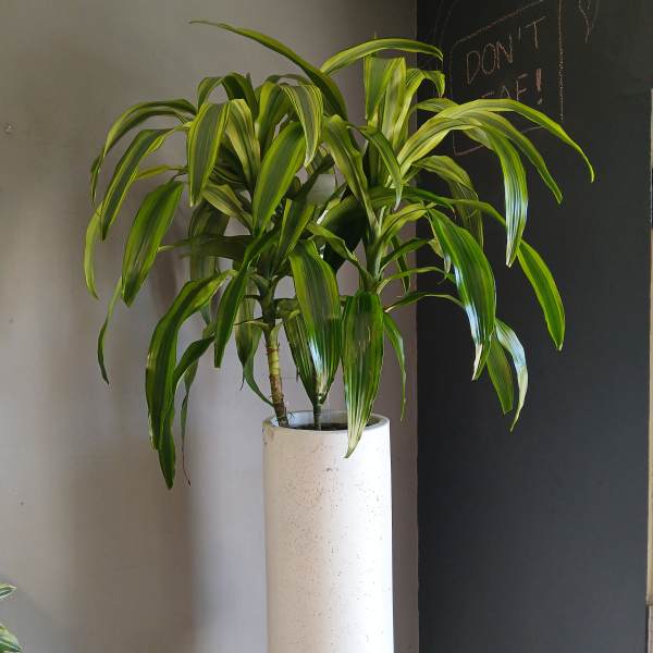 Potted dracaena plant in a tall white planter