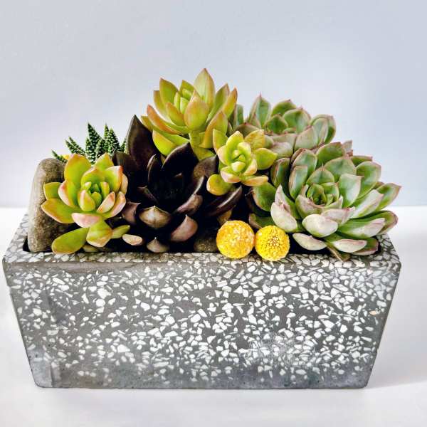 Succulent arrangement in a rectangular gray planter with yellow accents