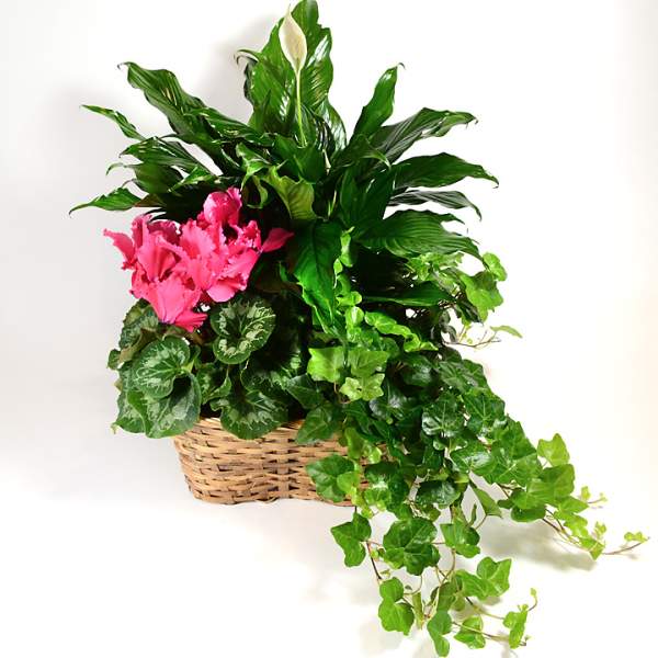 Pink flowers and green houseplants in a woven basket