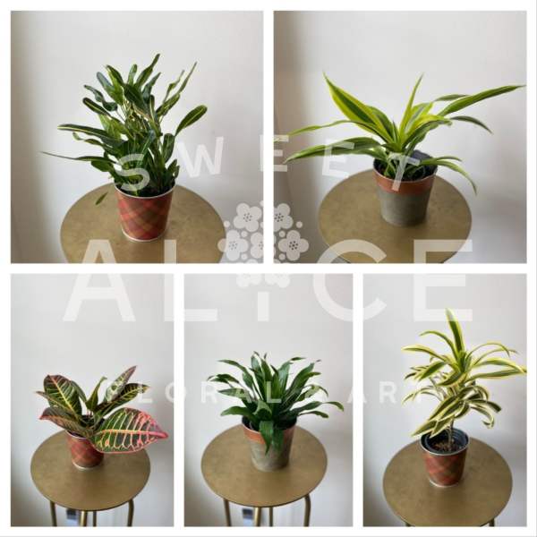 Five potted houseplants arranged on small round tables