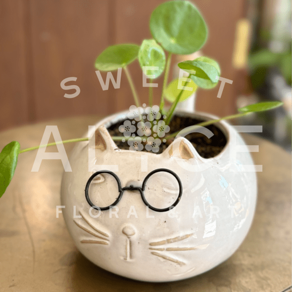 Purr-fect Pilea