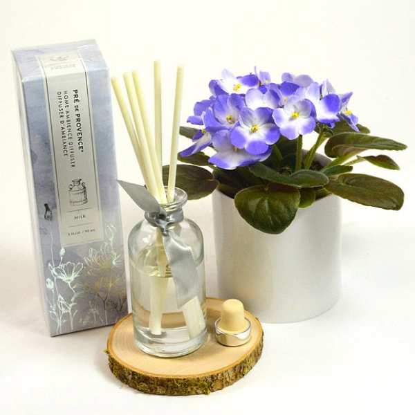 Potted purple African violet with a reed diffuser and small candle