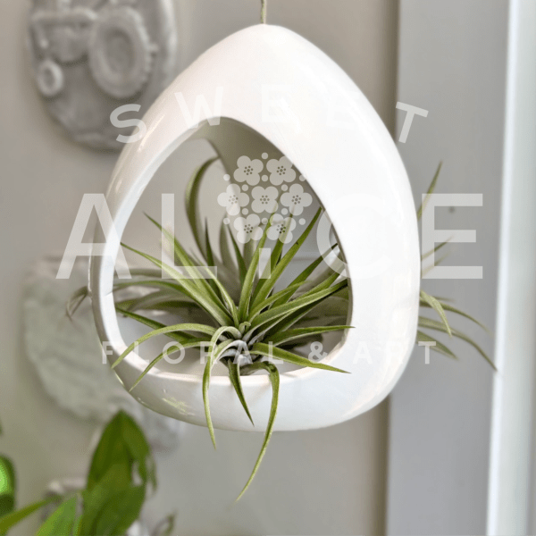 Air plant in a white hanging teardrop planter