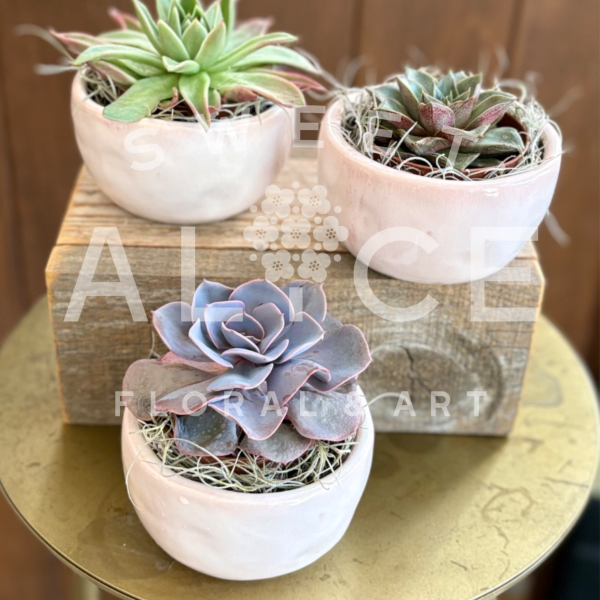 Lottie Bowl Succulent