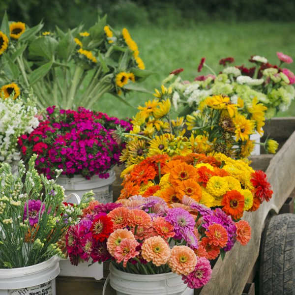 Bulk Flowers