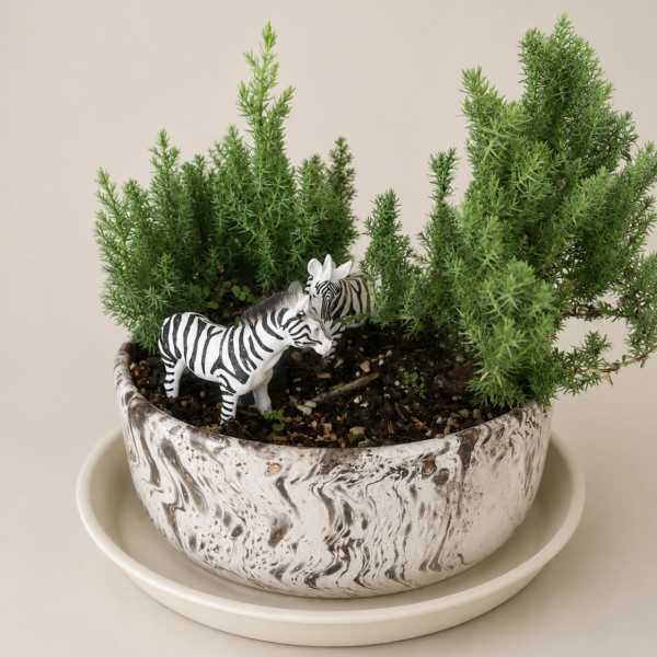Zebra Juniper Planter