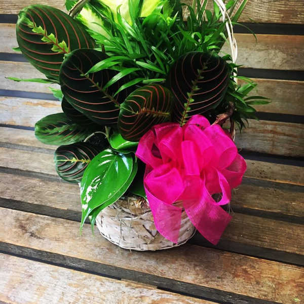 Basket of assorted green plants with a bright pink bow