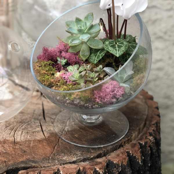 Succulent terrarium in a glass bowl with white cyclamen flowers
