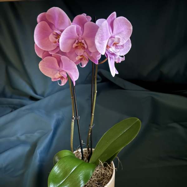 Potted pink orchid plant with multiple blooms in a cream ceramic container