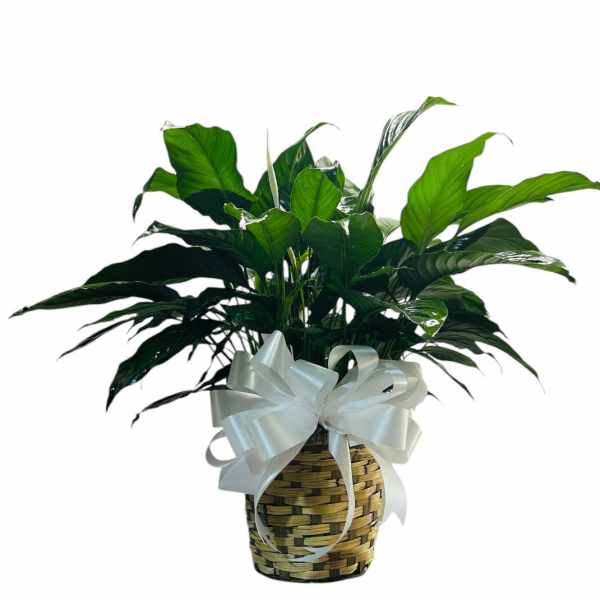 Potted green houseplant in a woven basket with a white ribbon bow