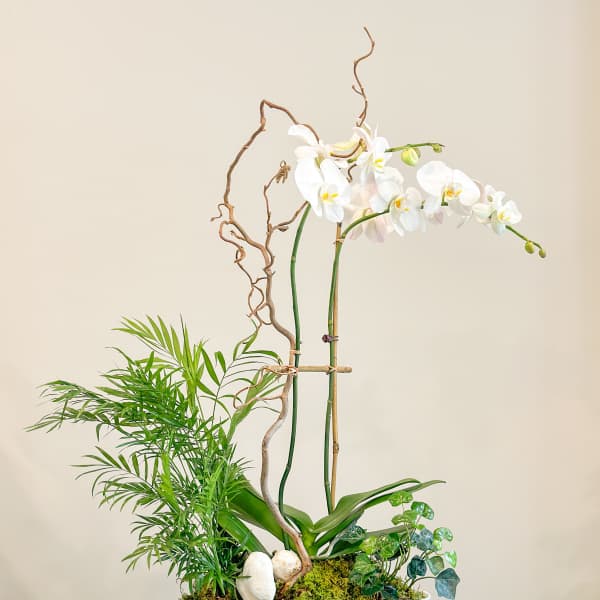 White orchid arrangement in a shallow white bowl with moss and branches