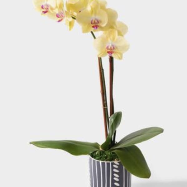 Yellow orchid plant in a striped pot