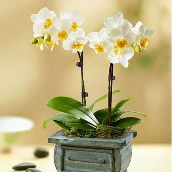 Rustic White Orchid Garden