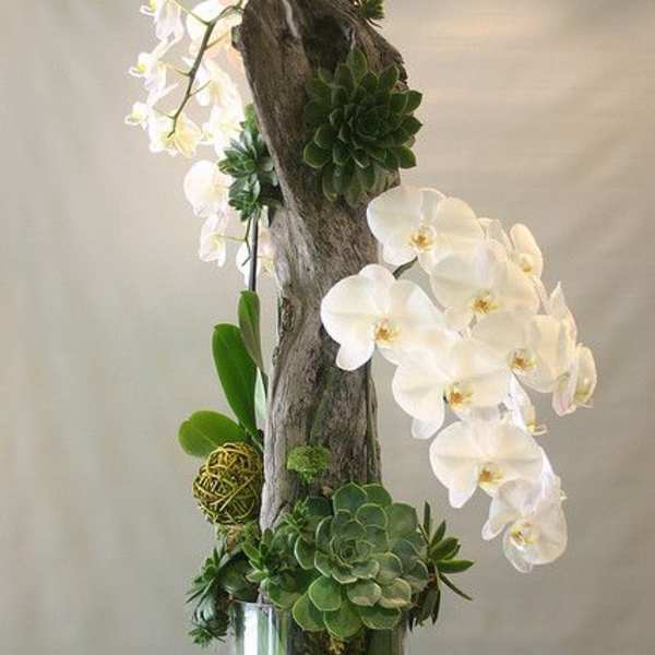 White orchids and succulents arranged in a tall glass vase with driftwood
