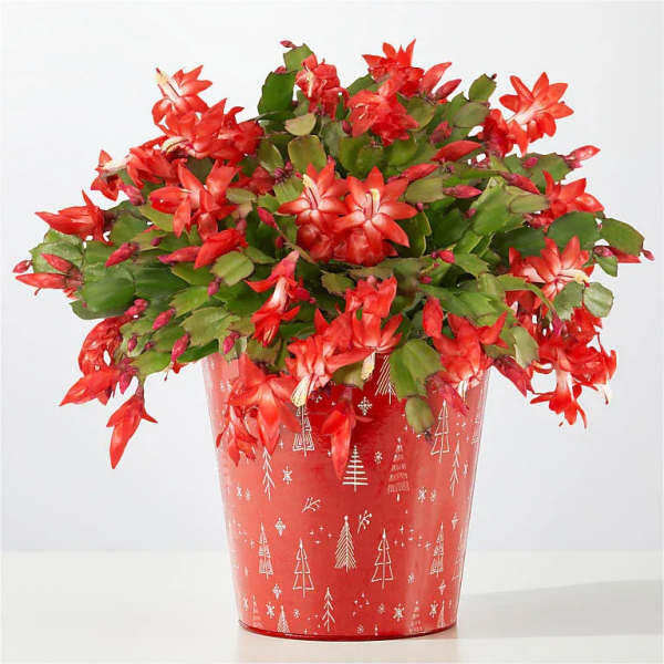 Blooming Christmas Cactus flower