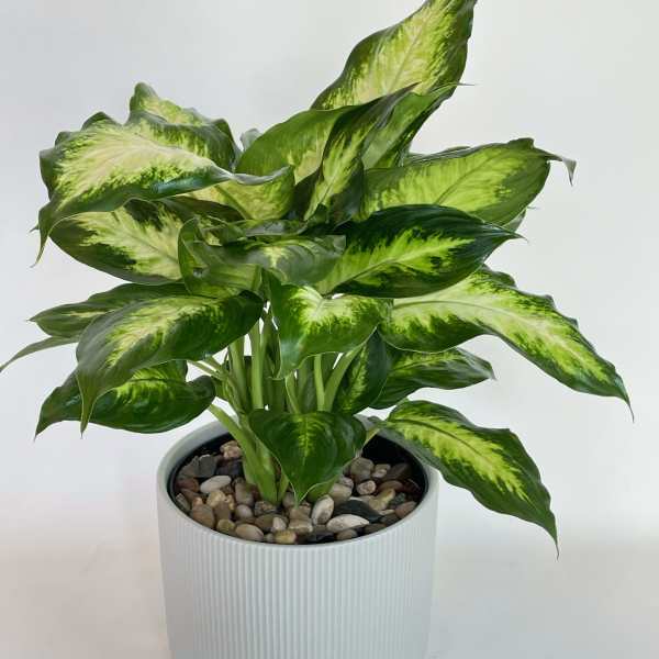Potted green variegated houseplant in a white planter