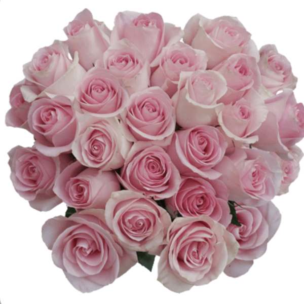 Tight bouquet of many light pink roses with softly curled petals
