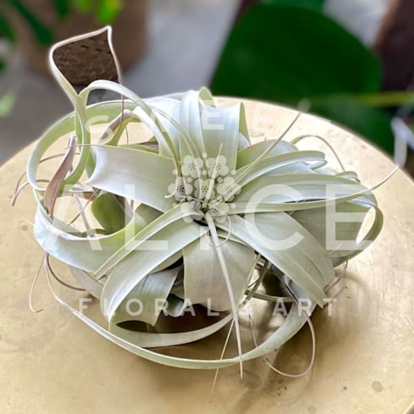 Tillandsia Xerographica Air Plant