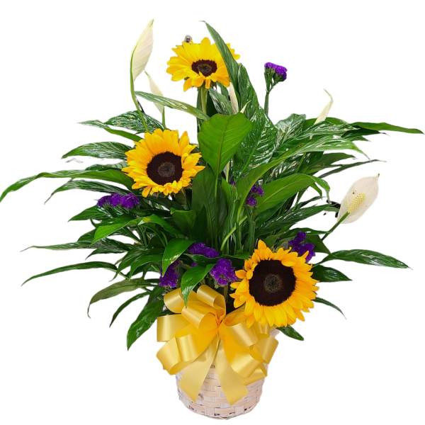 Plant & Flower Combo