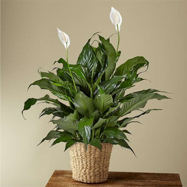 Potted peace lily plant with white blooms in a woven basket