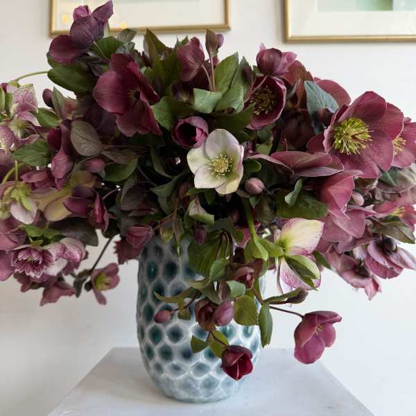 helleborus #2