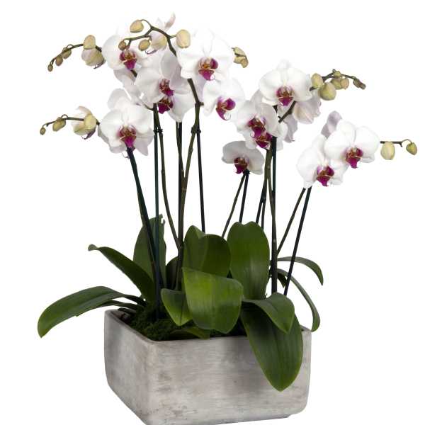 White orchids in a square gray planter