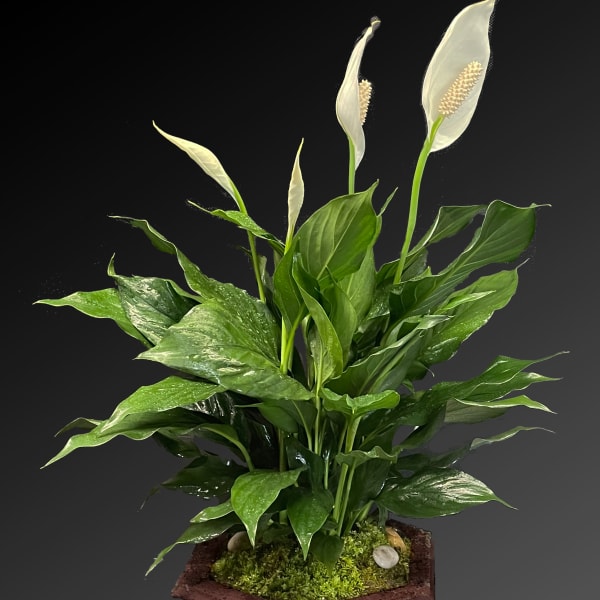 Potted peace lily arrangement with white blooms in a carved planter