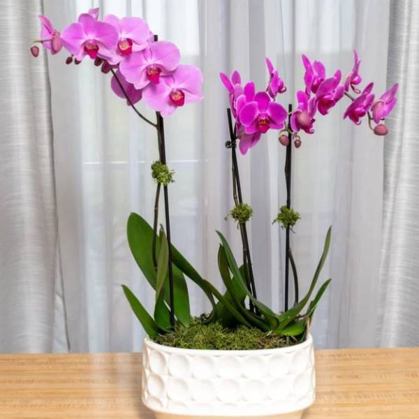 Pink orchids in a white ceramic planter
