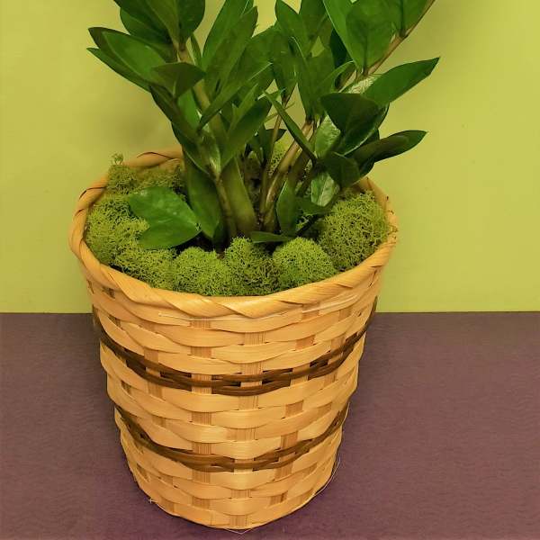 Potted green plant in a woven basket planter