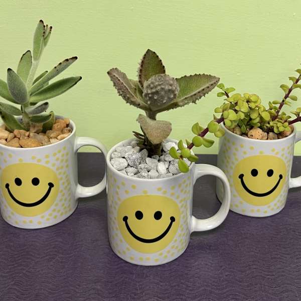 Three small succulent plants in smiley-face mugs