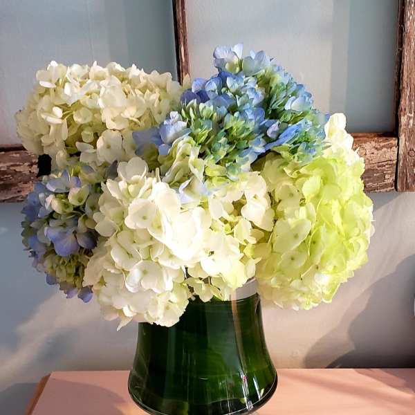 Blue, white, and green hydrangeas in a dark glass vase