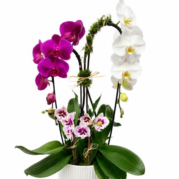 Orchid Deluxe
