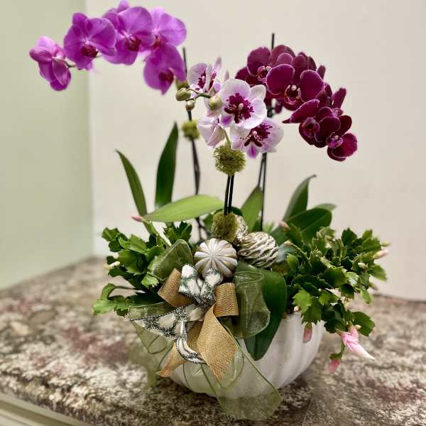 Potted orchid arrangement with purple and white blooms in a white bowl