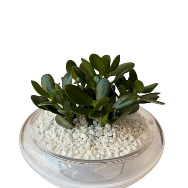 Jade Garden