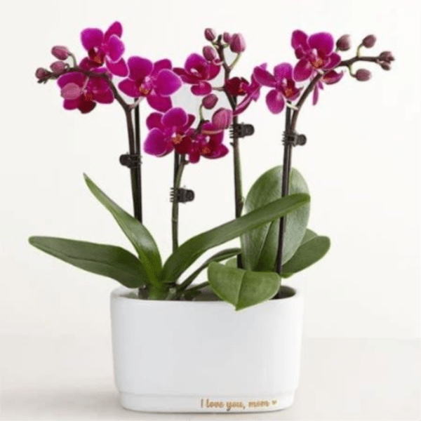 Mom Mini Orchid