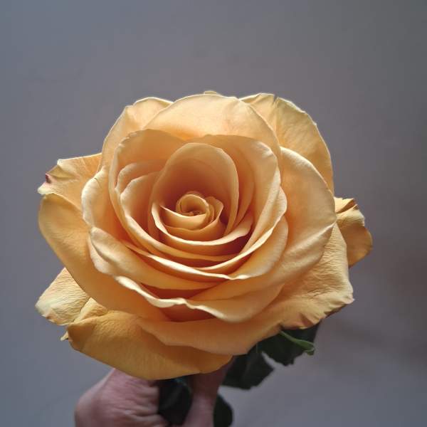 Single peach rose held in a hand