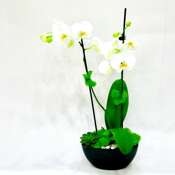 White orchids in a black bowl planter with green succulents