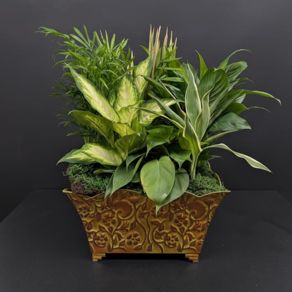Mixed green houseplants arranged in a decorative planter