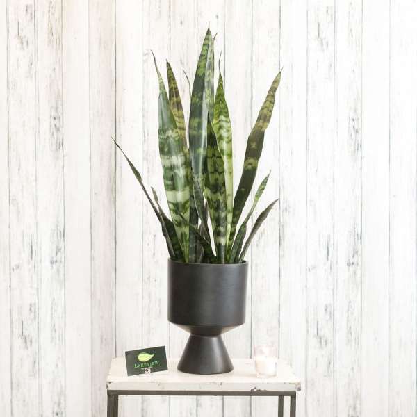 Tall snake plant in a black pedestal planter on a white table
