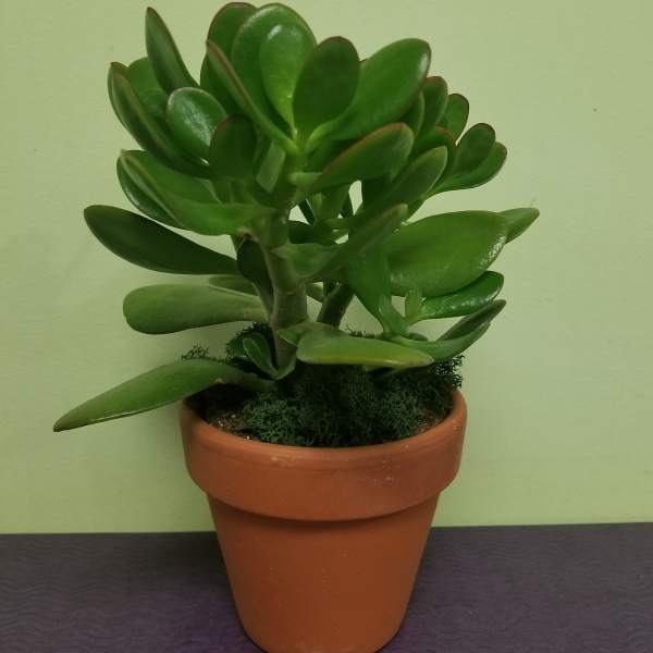 Potted succulent with thick green leaves in a terracotta pot