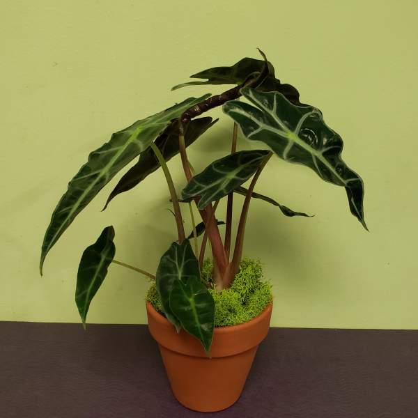 Potted plant with dark green arrow-shaped leaves in a terracotta pot