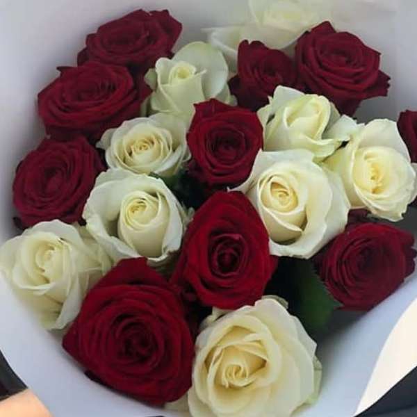 Bouquet of red and white roses wrapped in white paper