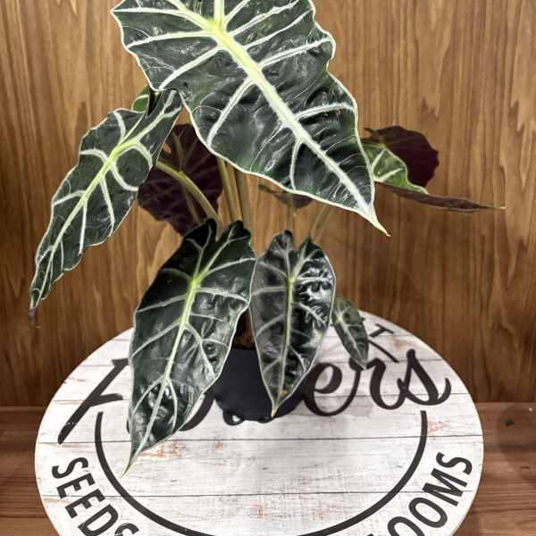 Alocasia