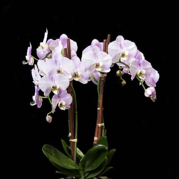 Potted pink orchids in a glass container with stones