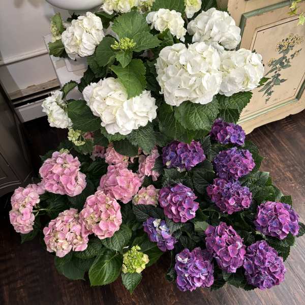 Hydrangea