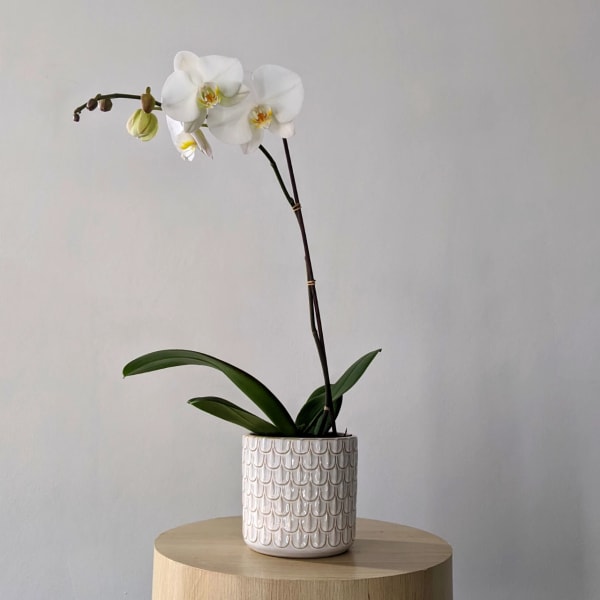 White orchid plant in a patterned ceramic pot