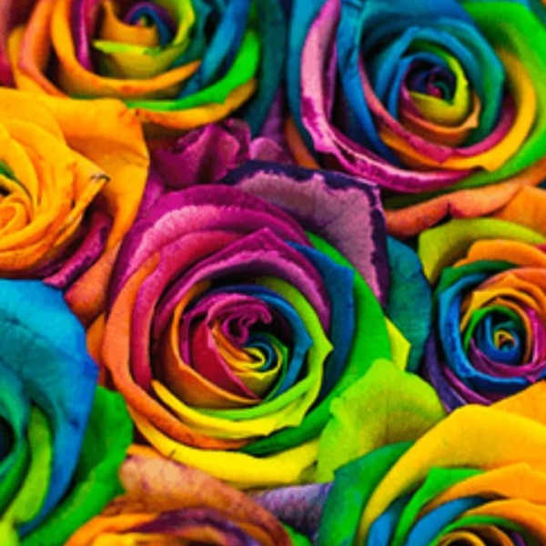 Rainbow-colored roses tightly clustered together