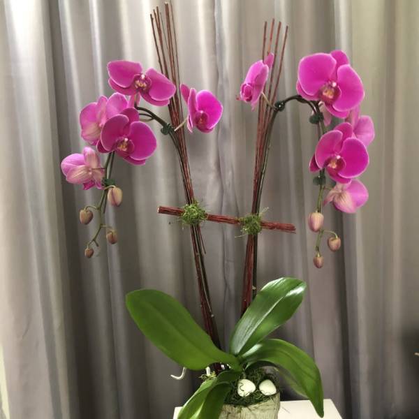 Pink orchid arrangement in a textured pot with decorative sticks