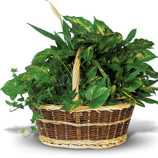 Large Dish Garden